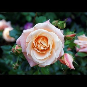 Meet your Posher, Allison